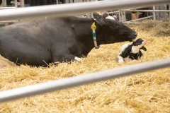 January 12, 2019: Senator Maria Collett attends the 2019 Pennsylvania Farm Show in Harrisburg, PA.