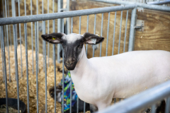 January 10, 2023: Senator Collett attends the 2023 Farm Show.