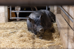 October 11, 2024: Merrymead Fall Fest 2024