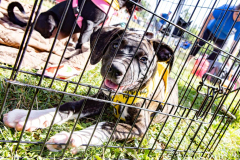 August 3, 2024: Collett & Malagari Family Fest 2024