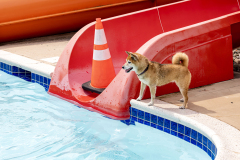 September 6, 2025: Pet-A-Palooza 2025