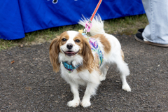 September 6, 2025: Pet-A-Palooza 2025