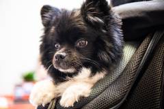 November 6, 2021: Sen. Collett hosted a Health Fair at Grace Lutheran Church in Hatfield, Montgomery County..