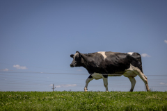 May 30, 2024: 2024 Ice Cream Trail Launch at Merrymead Farm