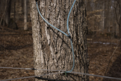 February 22, 2024: Tree Tapping at Ridge Valley Farm 