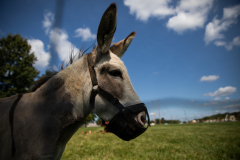September 10, 2021: Senator Collett tours the Roth Farm in Spring Grove, PA.
