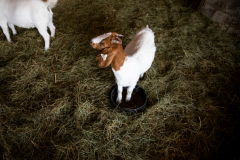 September 10, 2021: Senator Collett tours the Roth Farm in Spring Grove, PA.