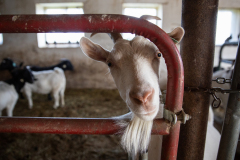 September 10, 2021: Senator Collett tours the Roth Farm in Spring Grove, PA.