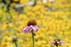 July 13, 2023: Sen. Collett & Secretary Redding Tour Variety During Urban Agriculture Week
